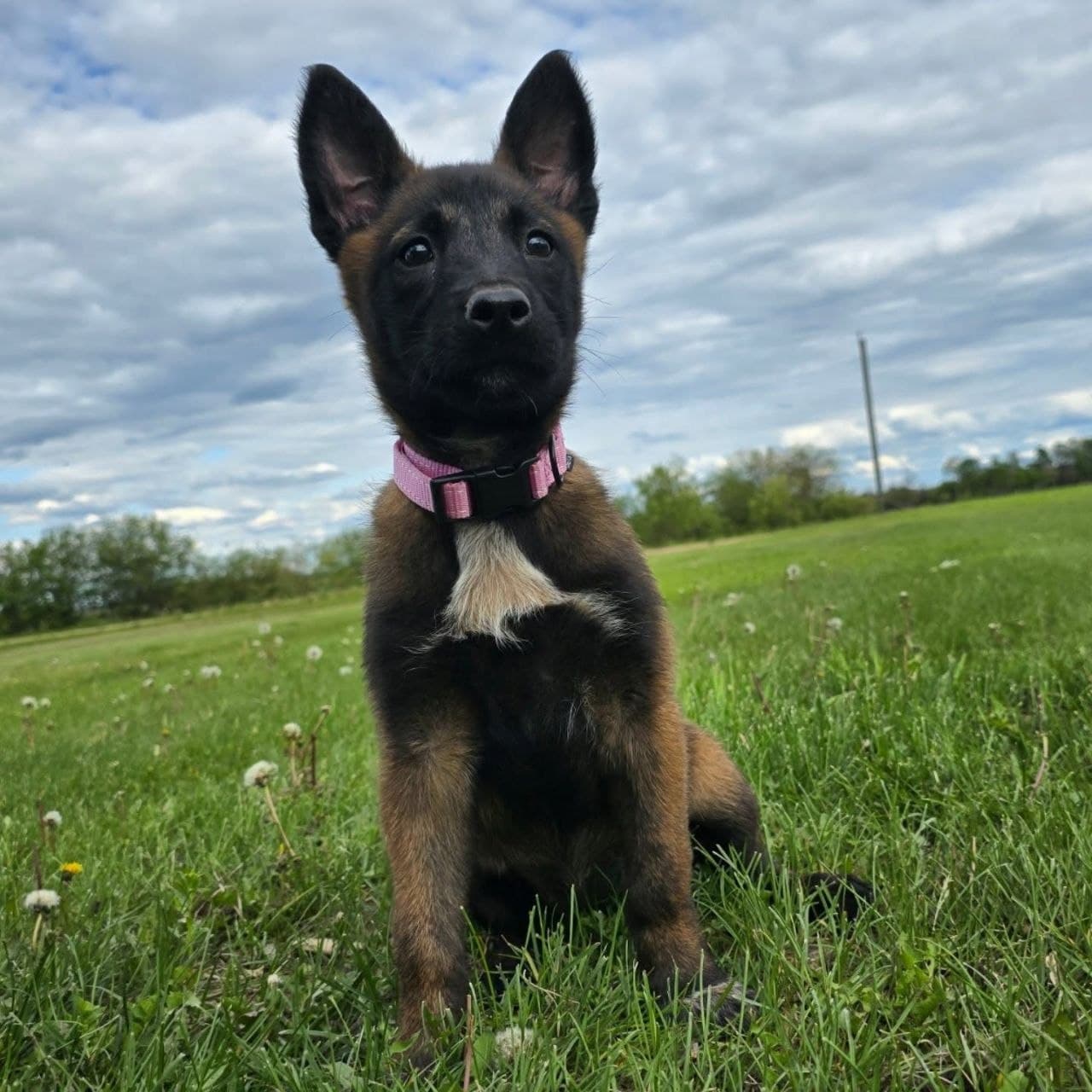 Blackwood Malinois seed: maya-female image 1 — Maya, Belgian Malinois puppy