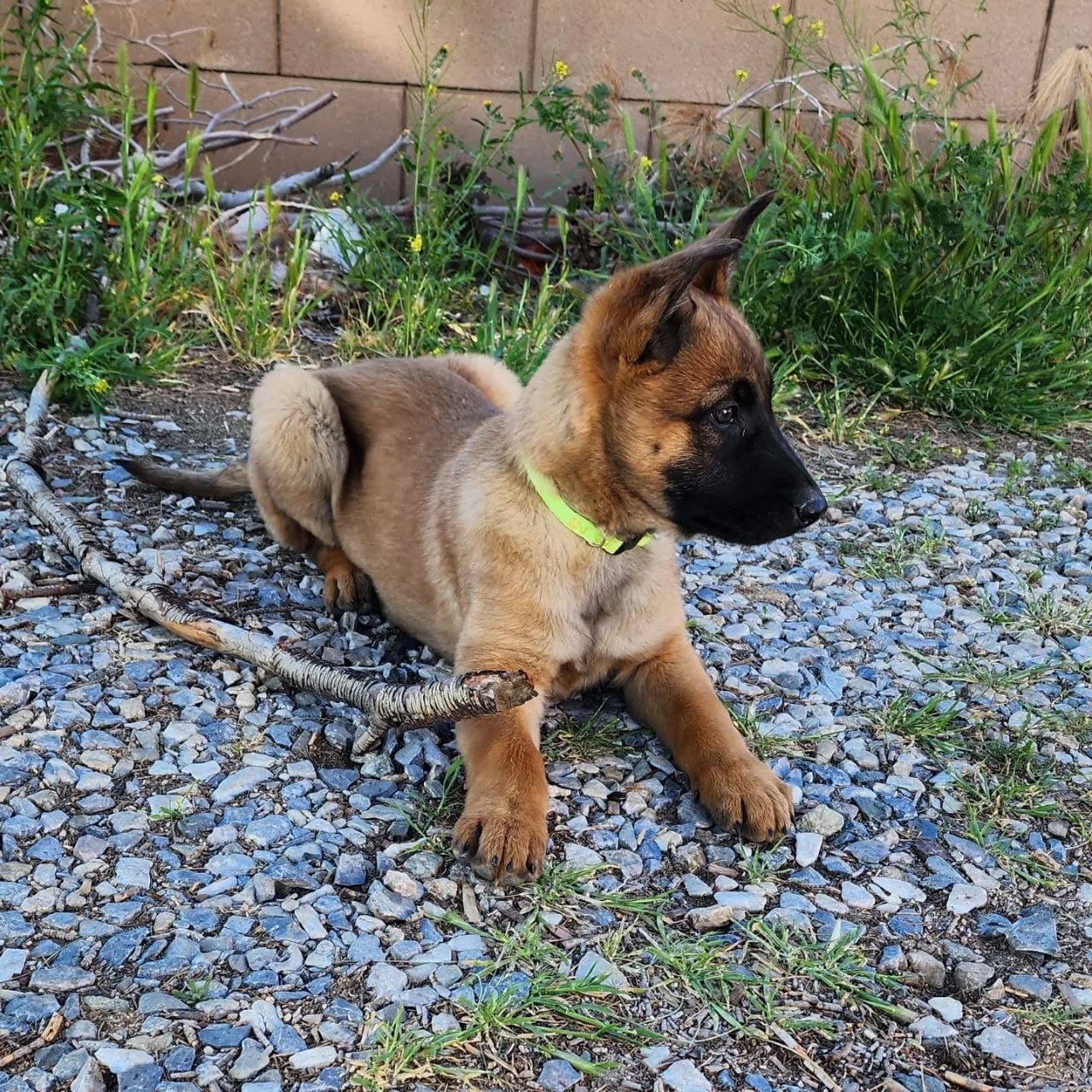 Blackwood Malinois seed: ruger-male image 1 — Ruger, Belgian Malinois puppy