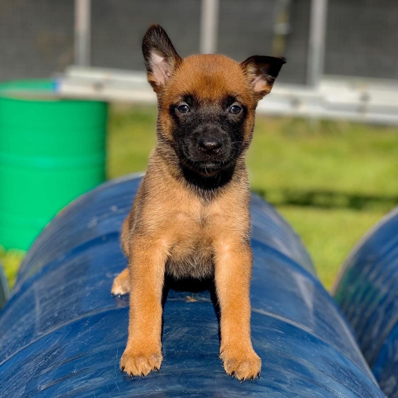 Blackwood Malinois seed: titan image 1 — Titan, Belgian Malinois puppy