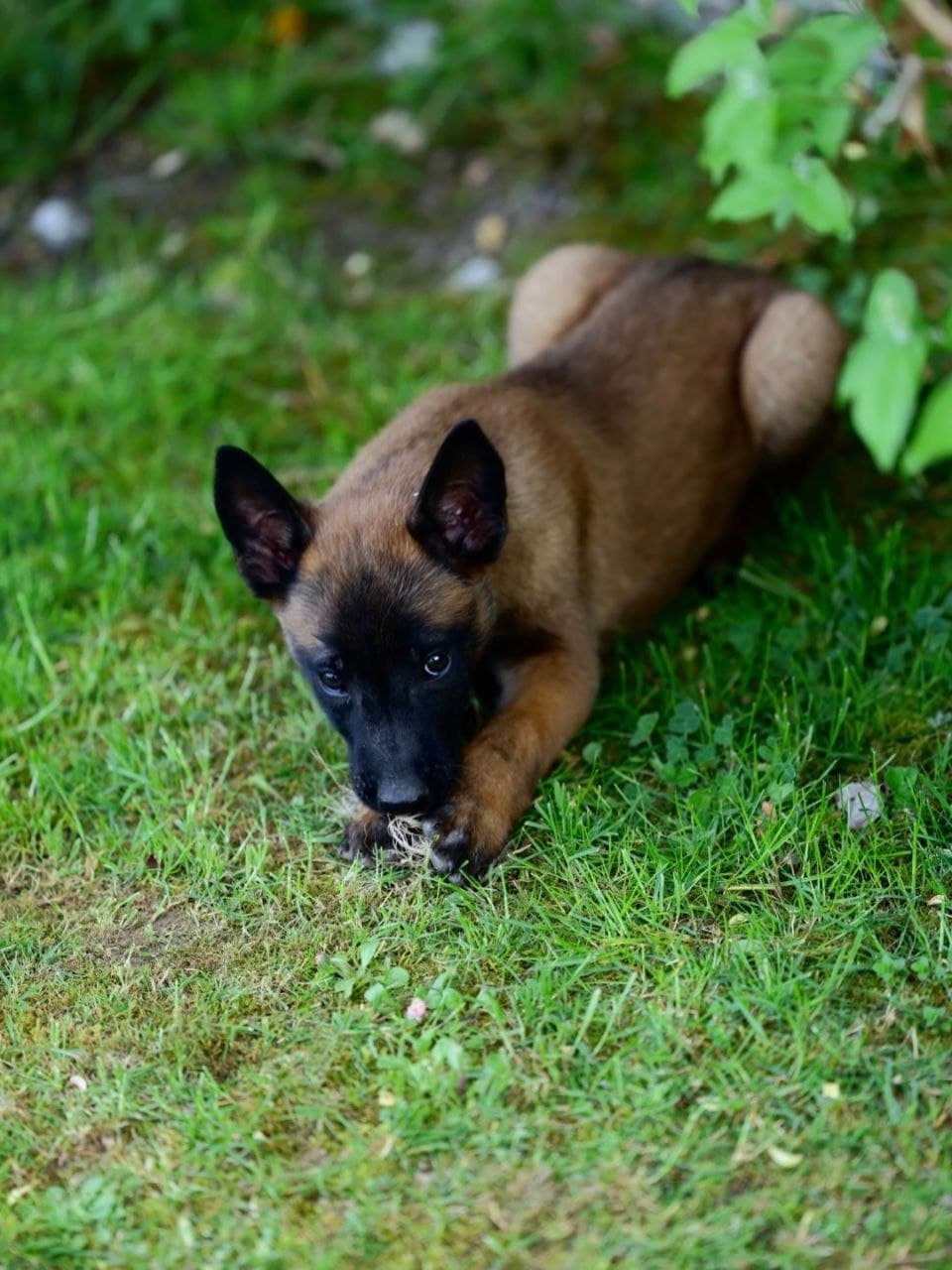 Blackwood Malinois seed: xena-female image 1 — Xena, Belgian Malinois puppy