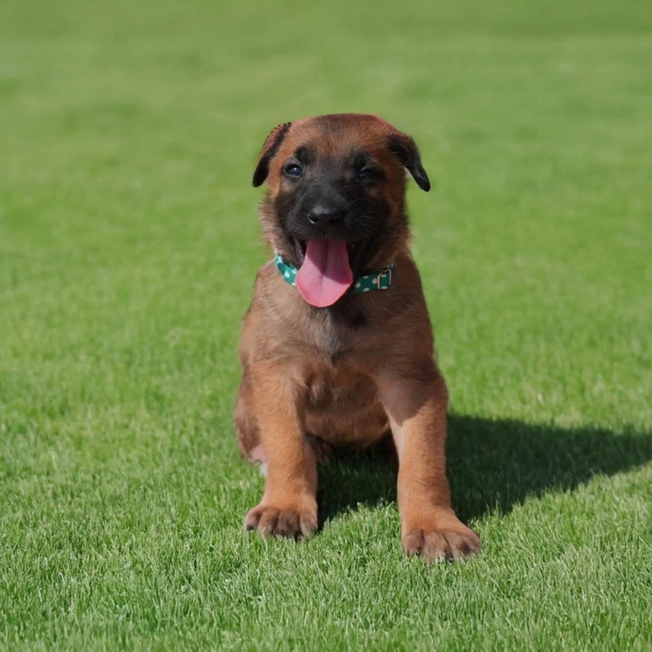 Blackwood Malinois seed: zane-male image 1 — Zane, Belgian Malinois puppy