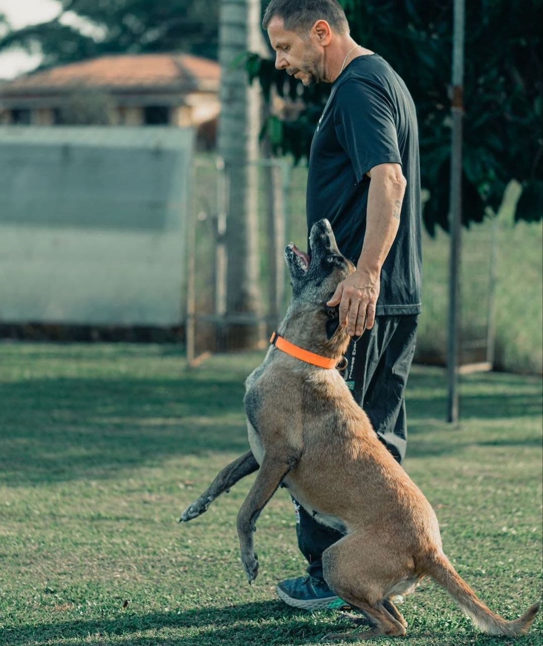 Kaiser, Blackwood Malinois parent dog, image 1
