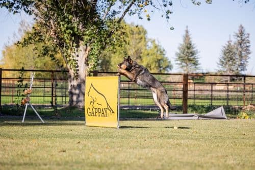 Rex, Blackwood Malinois parent dog, image 1