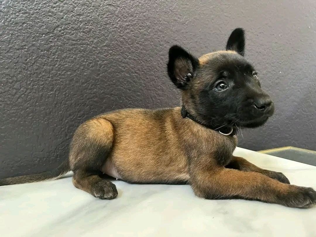 Blackwood Malinois seed: frreya-female image 1 — Frreya, Belgian Malinois puppy
