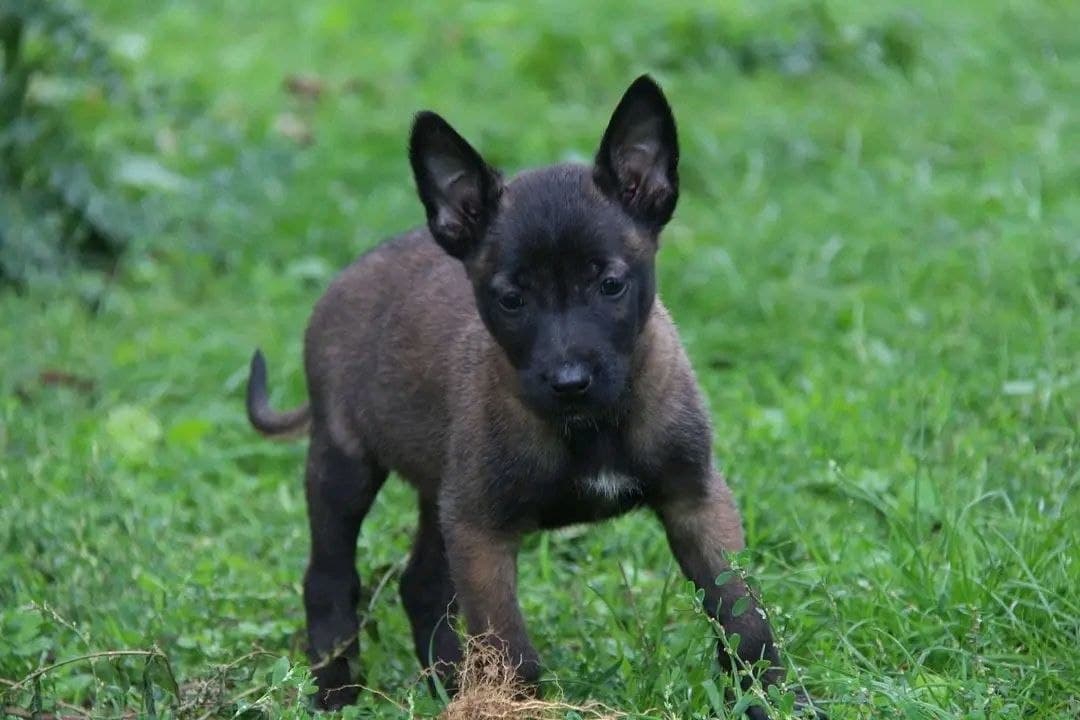 Blackwood Malinois seed: koda-male image 1 — Koda, Belgian Malinois puppy