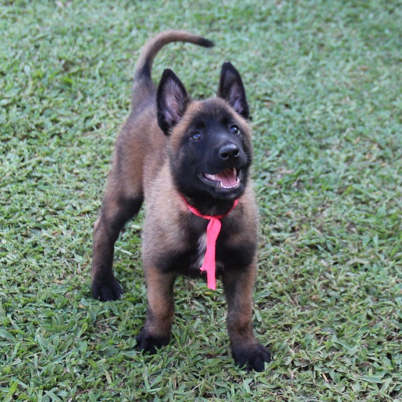 Blackwood Malinois seed: luna-female image 1 — Luna, Belgian Malinois puppy