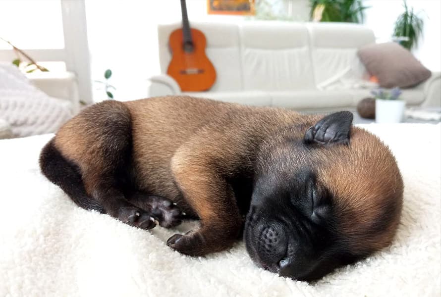 Amira, Blackwood Malinois parent dog, image 1