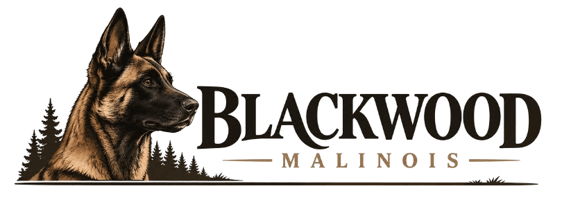 Blackwood Malinois