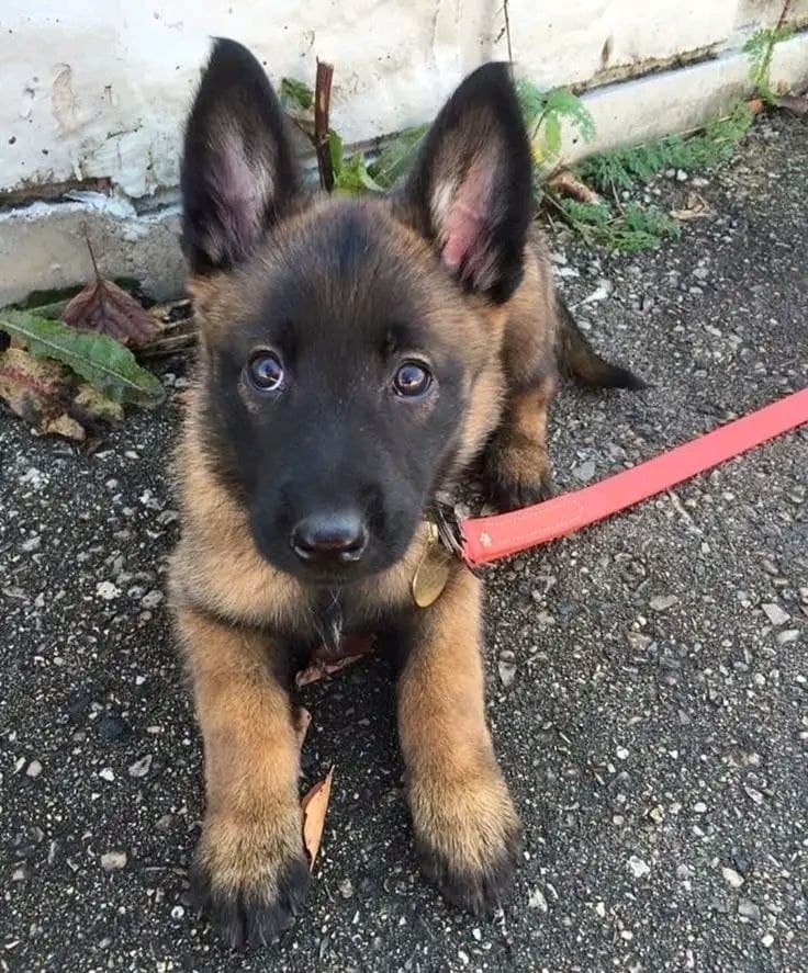 Blackwood Malinois seed: bruno-male image 1 — Bruno, Belgian Malinois puppy