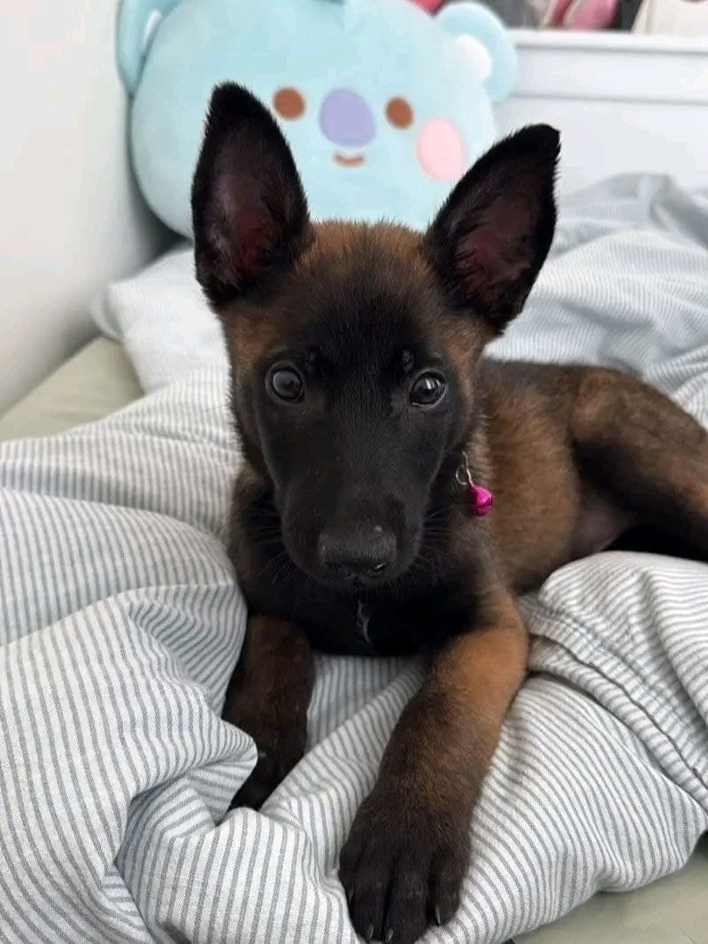 Blackwood Malinois seed: enzo-male image 1 — Enzo, Belgian Malinois puppy