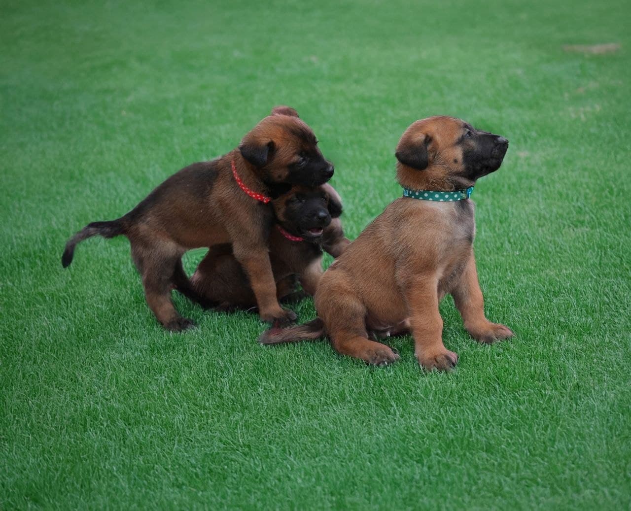 New owner carrying a Belgian Malinois puppy to the car