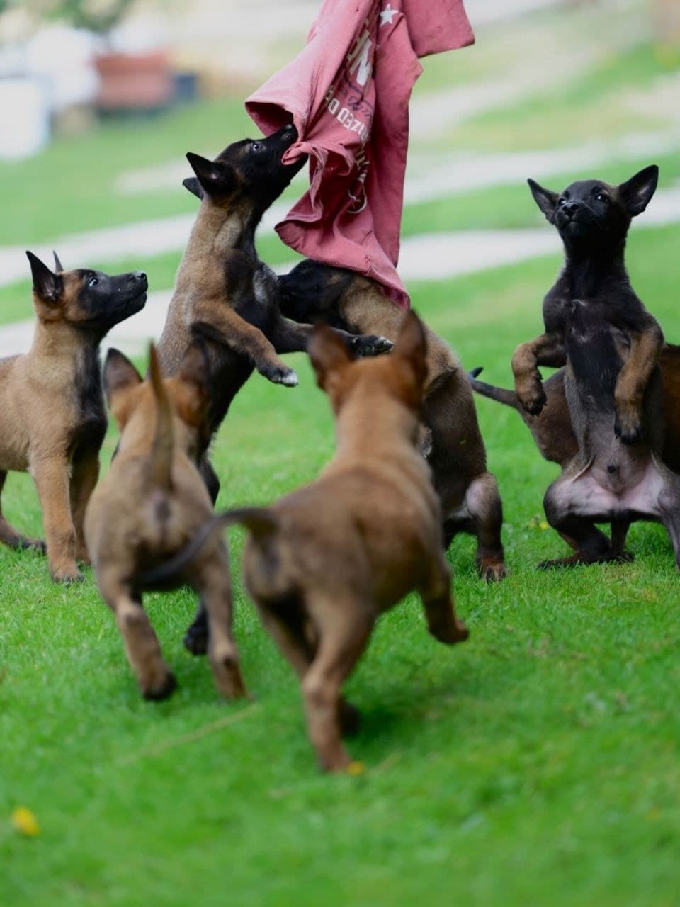 Young Belgian Malinois engaging in play outdoors