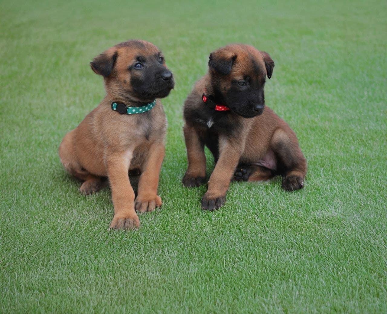 Two young Belgian Malinois puppies sitting together