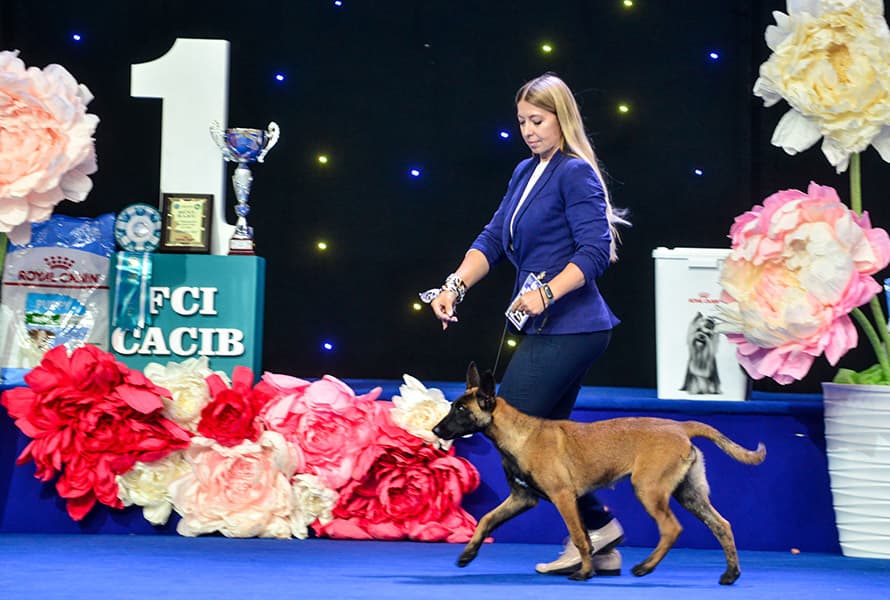 Belgian Malinois moving with a handler in a show ring