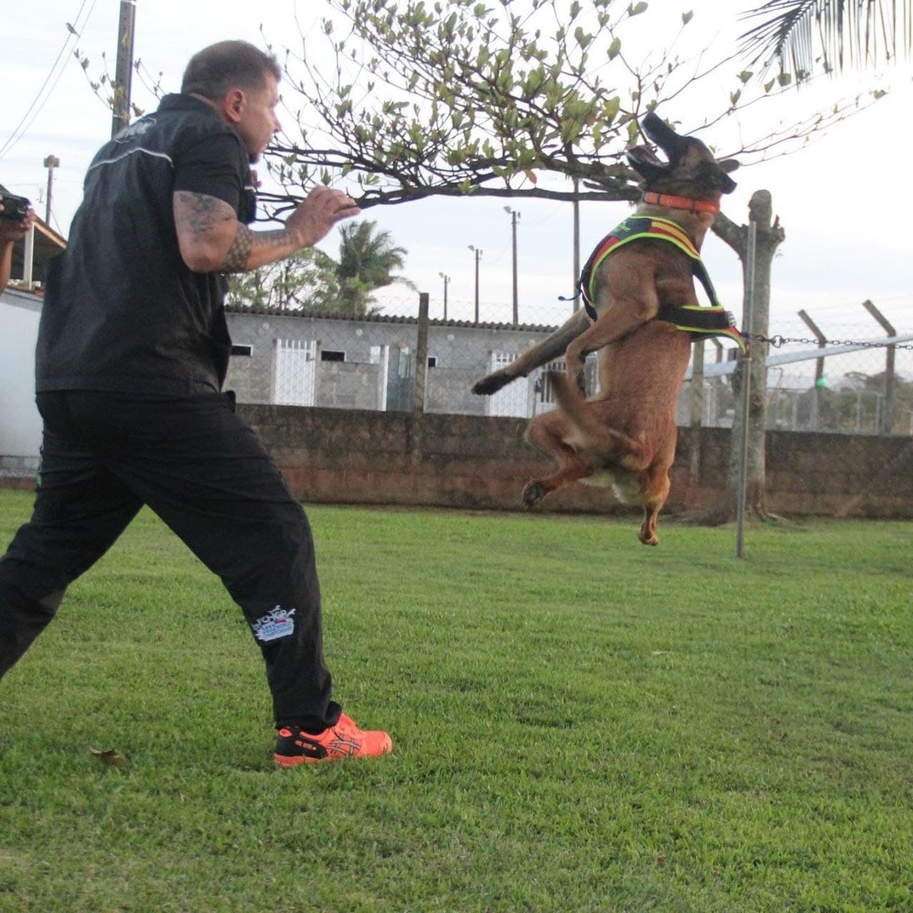 Belgian Malinois working with a handler during outdoor training