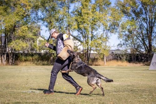 Belgian Malinois standing alert outdoors